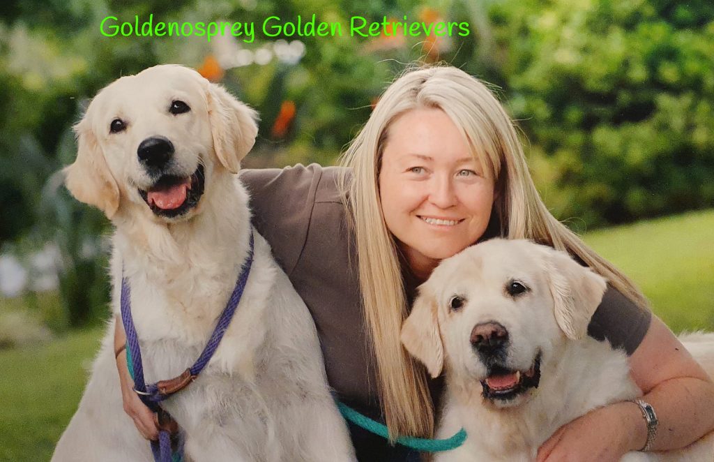 Goldenosprey Golden Retrievers Golden Retrievers, NSW