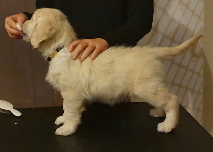 Willow "Goldenosprey Vintage Bloom (AI)" 7 WEEKS Old