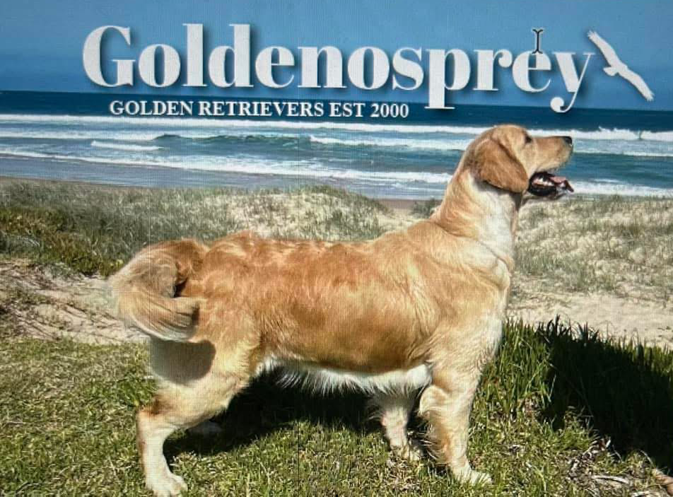 Goldenosprey Golden Retrievers